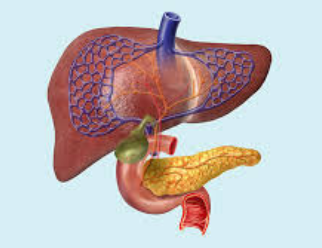 Hernias
